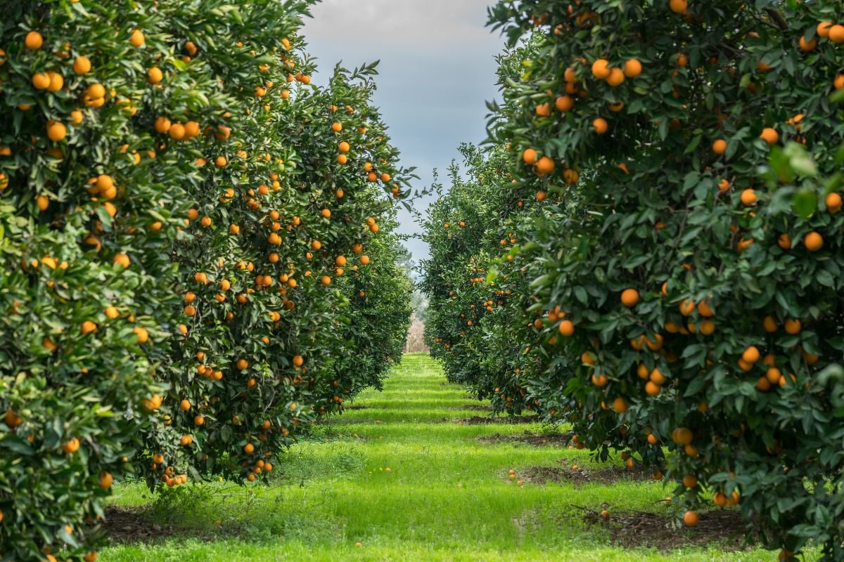 Valencia oranges