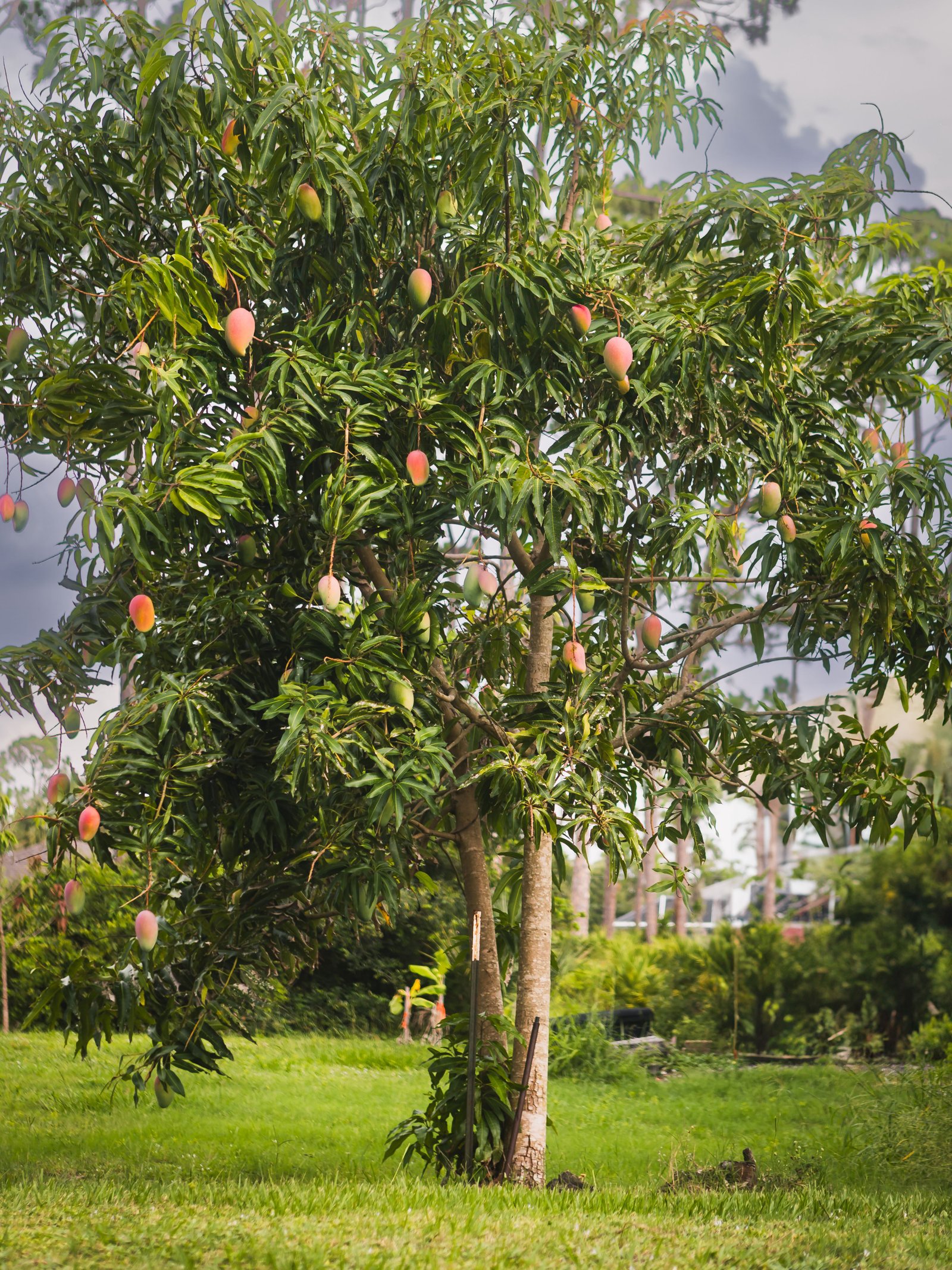 Mango tree with ripening fruit