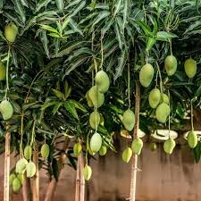 Mangoes hanging from a tree