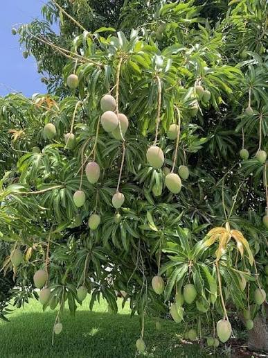 Mango tree in fruit
