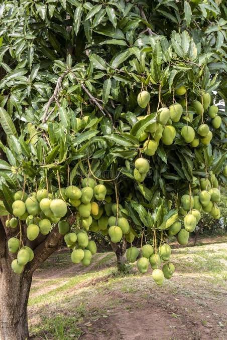 Mango harvest on a tree