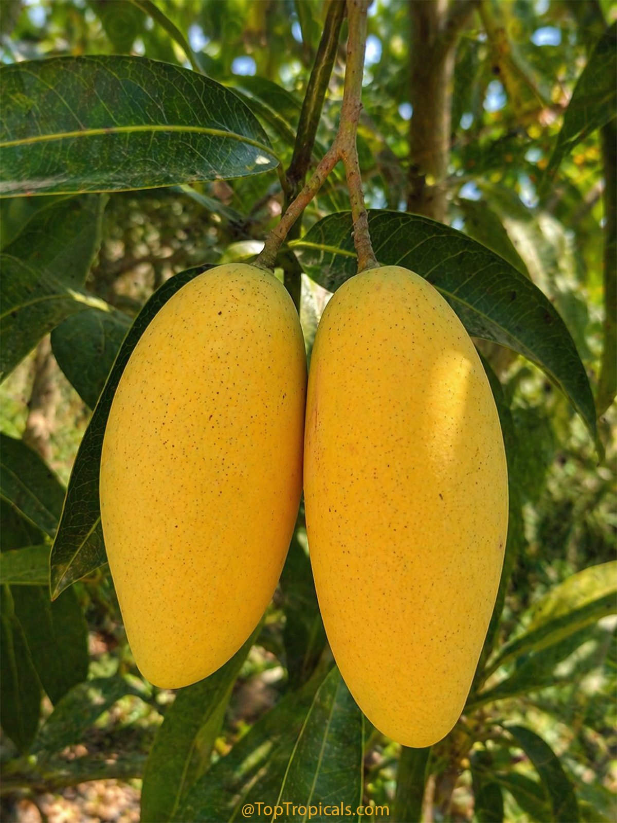 Mango