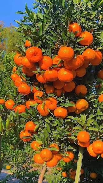 Orange fruit illustration